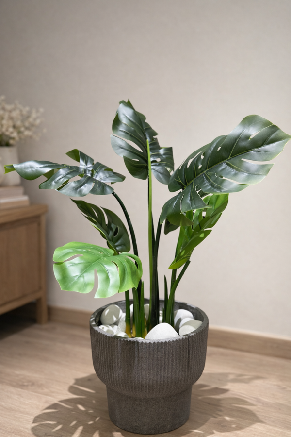 Monstera Deliciosa Plant