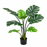 Monstera Deliciosa Plant
