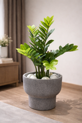 ZZ Plant