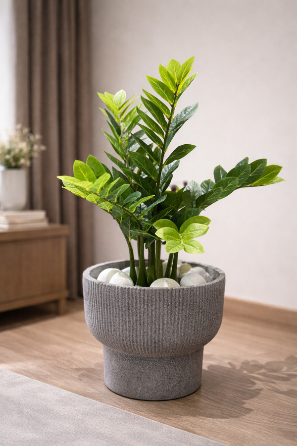 ZZ Plant