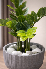 ZZ Plant