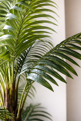 Havana Palm