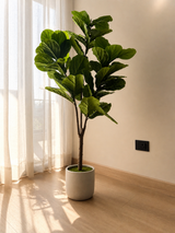 Fiddle Leaf Fig Tree