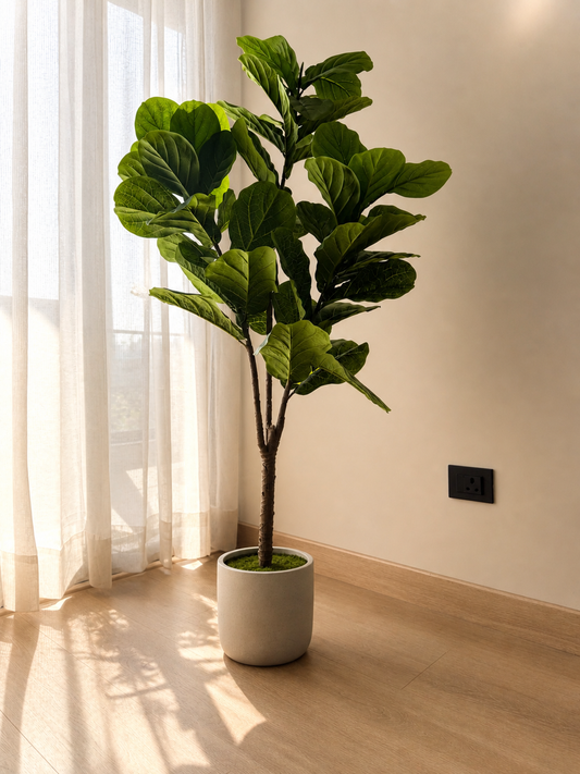 Fiddle Leaf Fig Tree