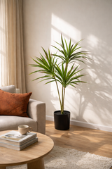 Dracaena Dragon Tree