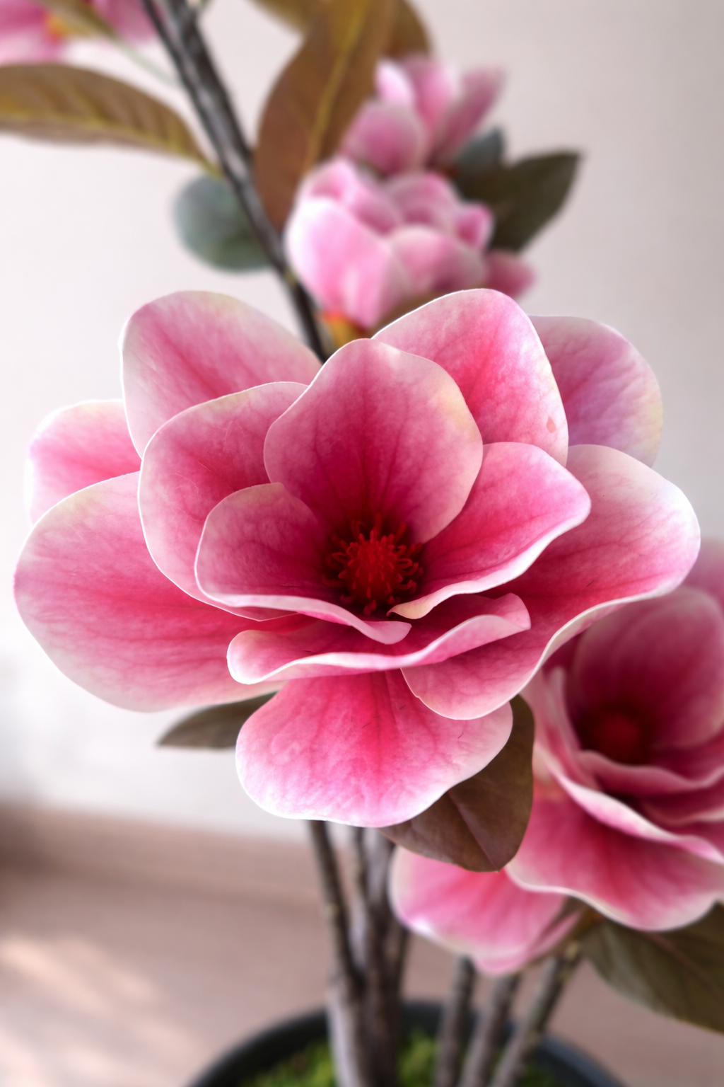 Blush Magnolia Tree