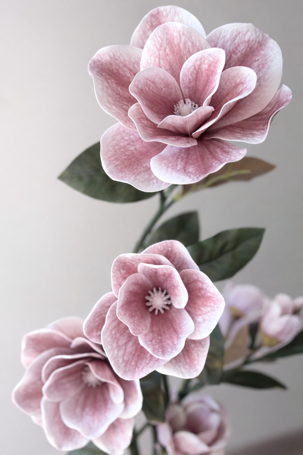 Blush Magnolia Tree