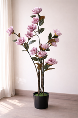 Blush Magnolia Tree