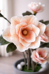 Blush Magnolia Tree