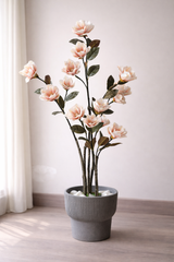 Blush Magnolia Tree
