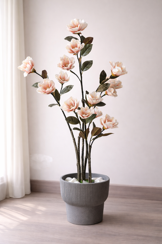 Blush Magnolia Tree