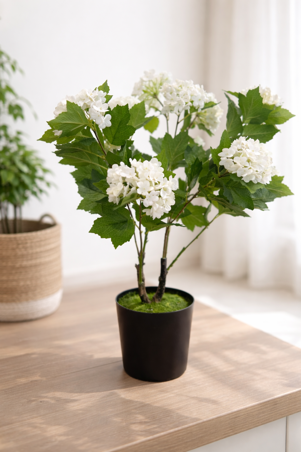 Hydrangea Bloom Plant