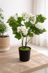 Hydrangea Bloom Plant