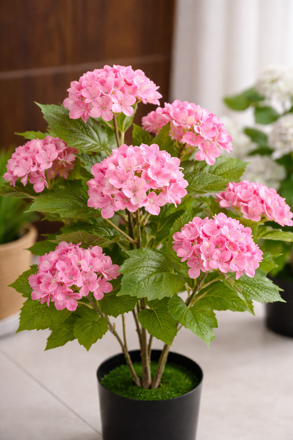 Hydrangea Bloom Plant