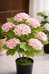 Hydrangea Bloom Plant