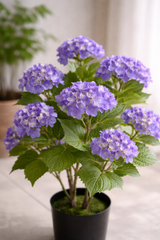 Hydrangea Bloom Plant