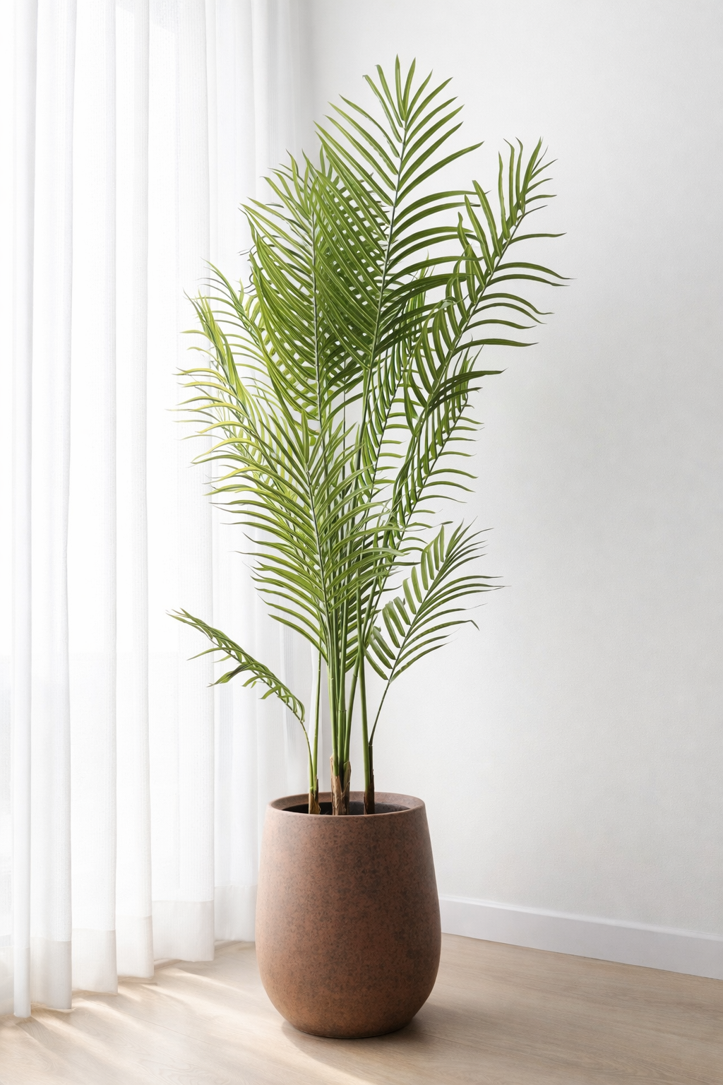 Royal Areca Palm