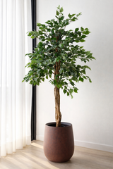 Ficus Benjamina Tree
