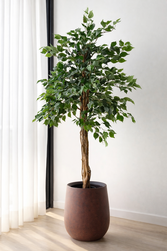 Ficus Benjamina Tree