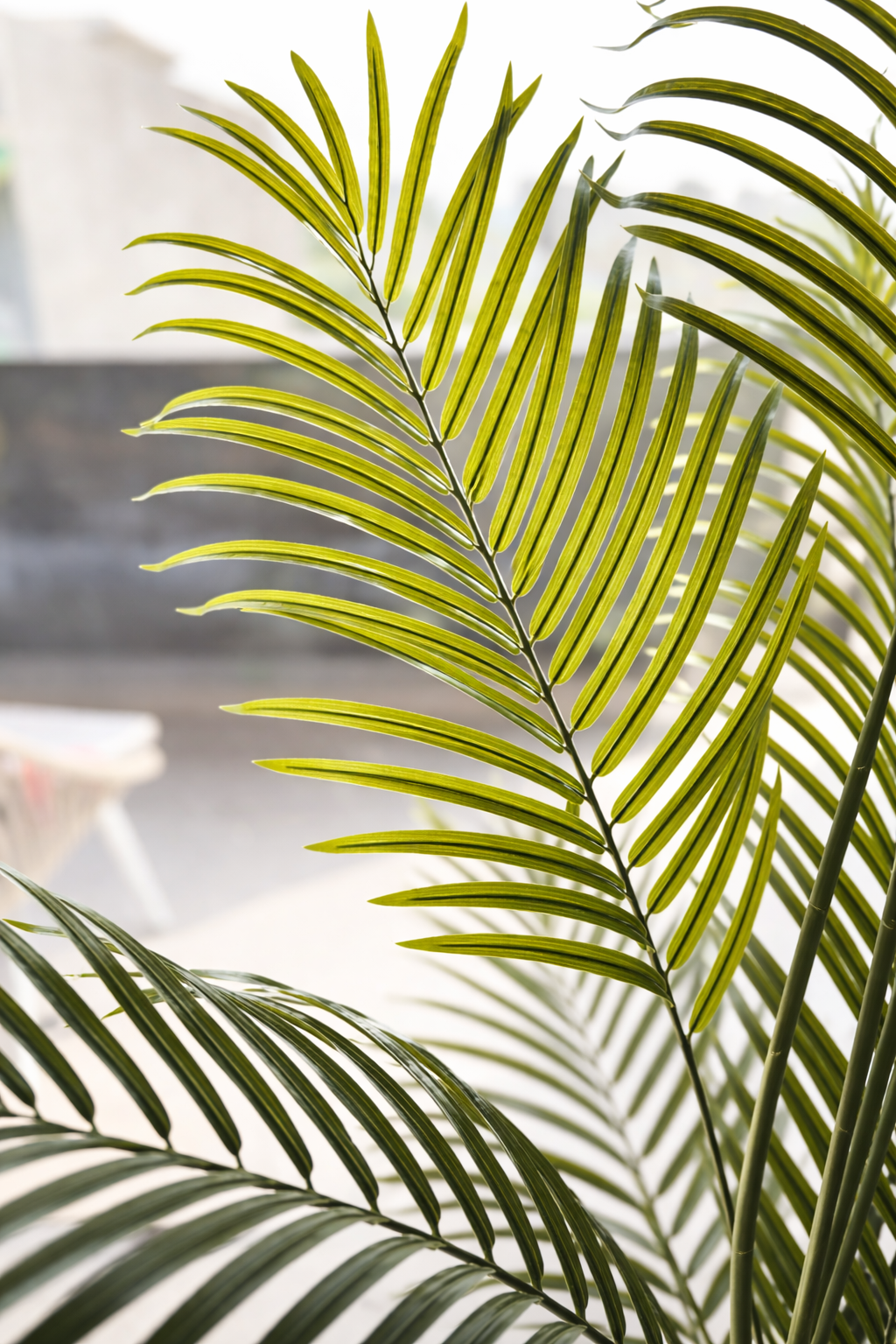 Royal Areca Palm