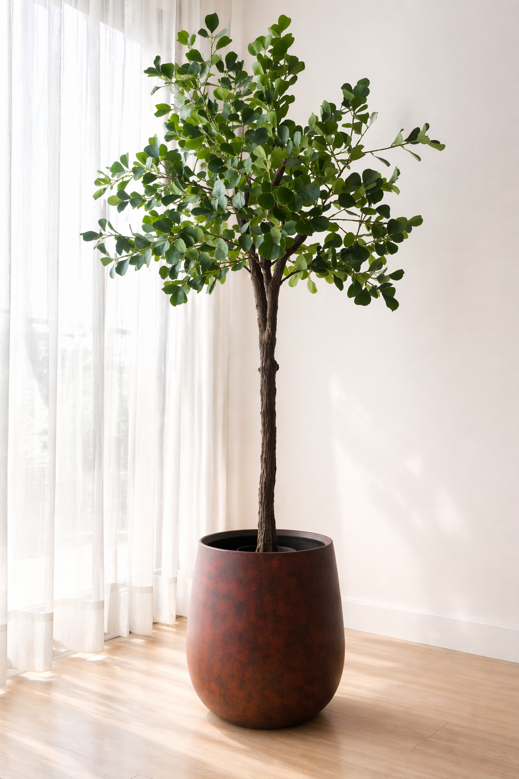Heartleaf Ficus Tree