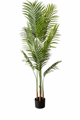 Royal Areca Palm