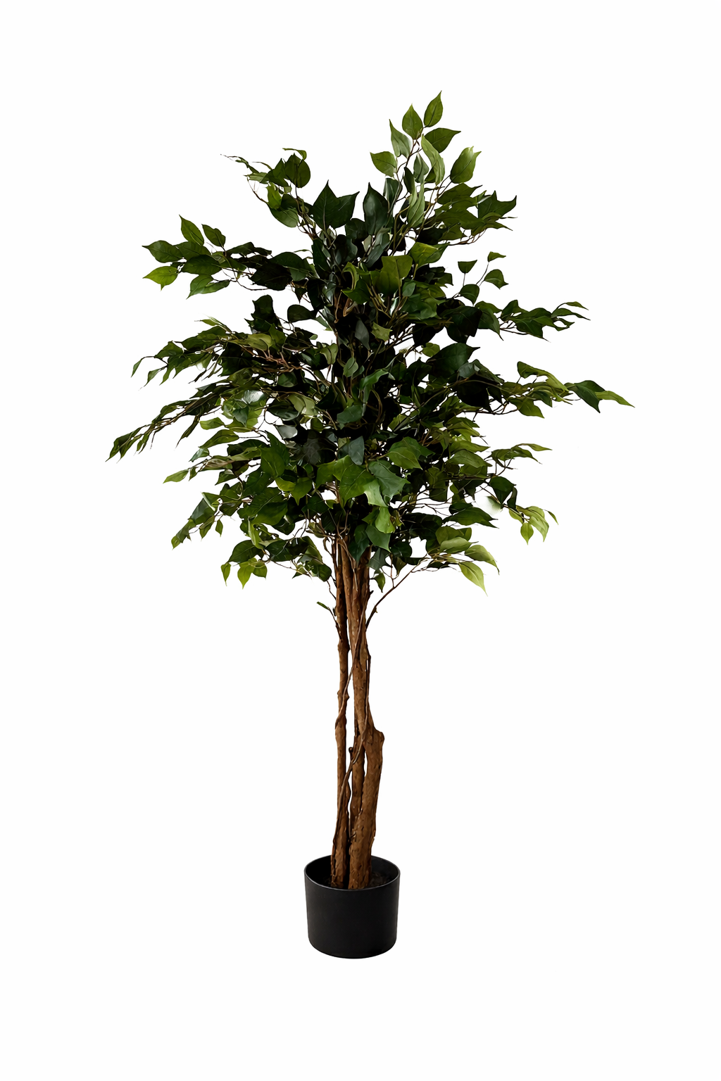 Ficus Benjamina Tree