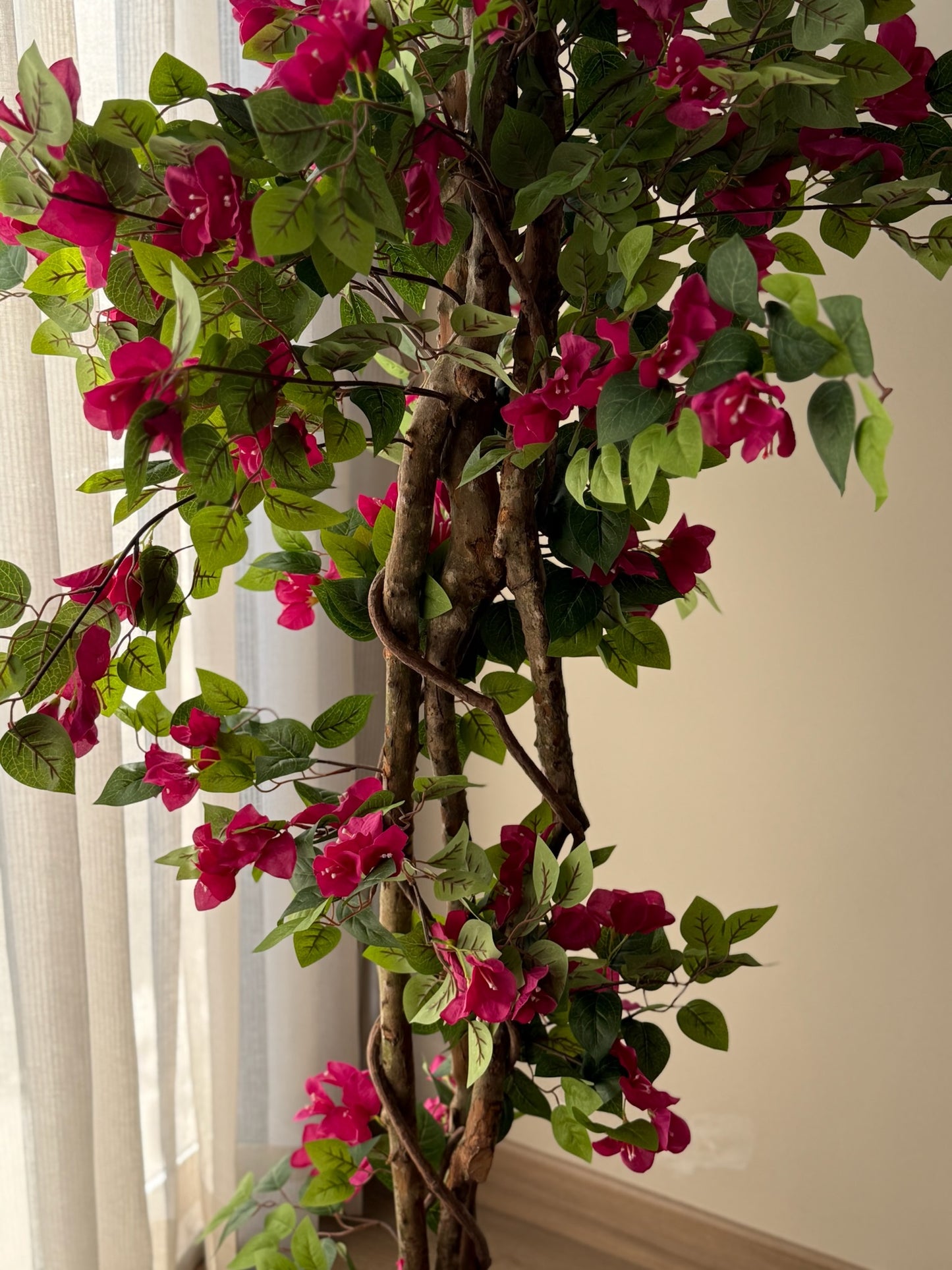 Bougainvillea Bloom