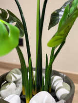 Monstera Deliciosa Plant