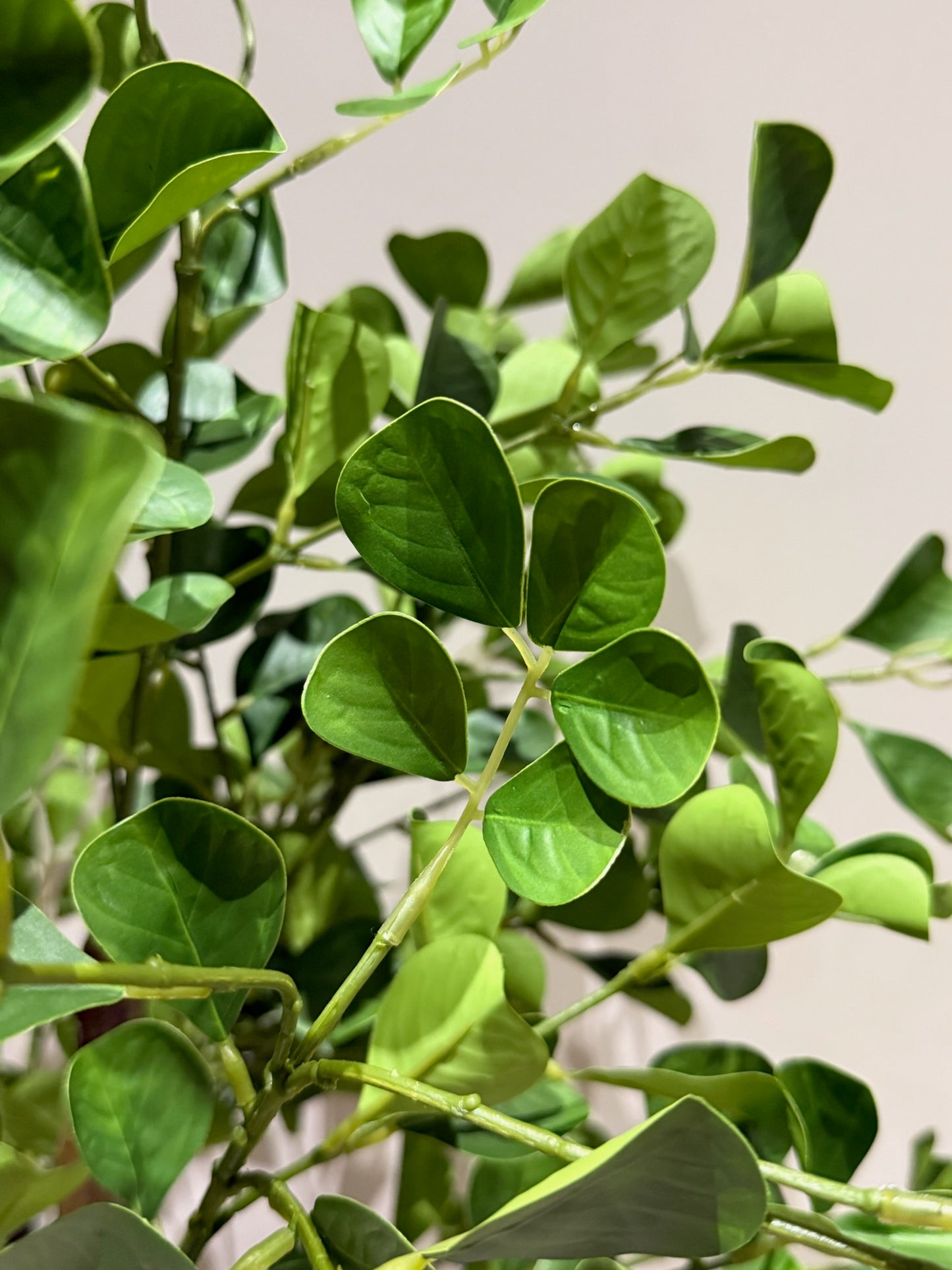 Ficus Green Heart-Leaf Tree
