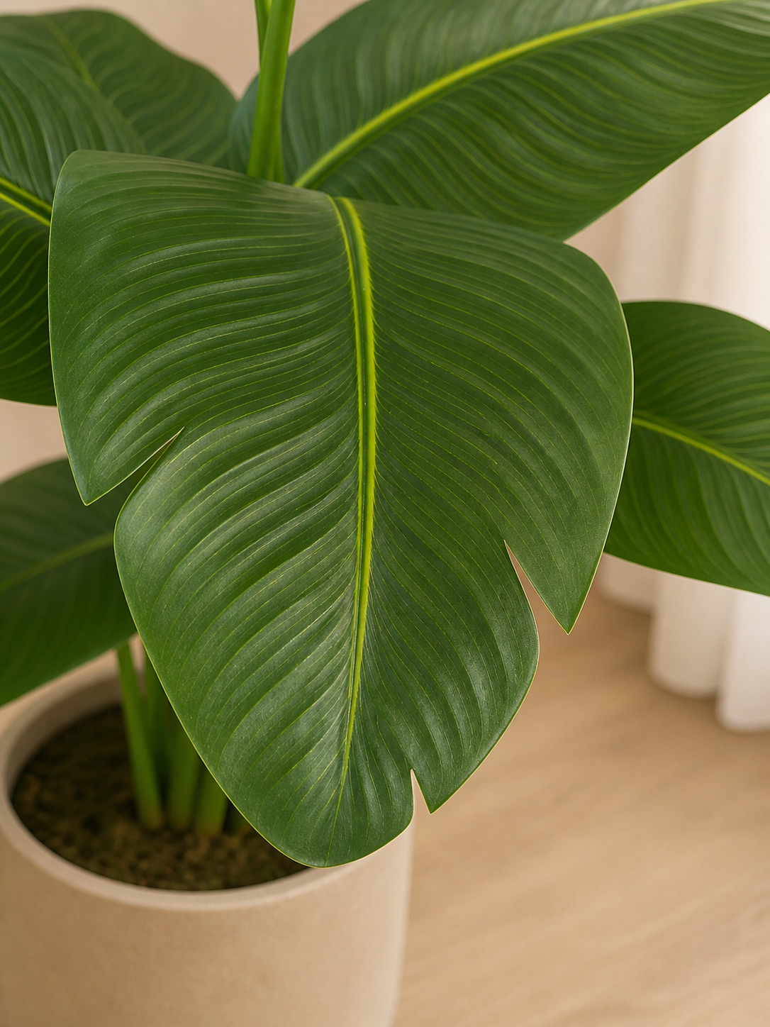 Traveller's Palm (Compact)