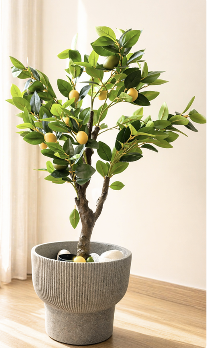 Tuscan Lemon Tree