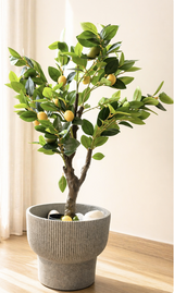 Tuscan Lemon Tree