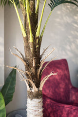 Havana Palm