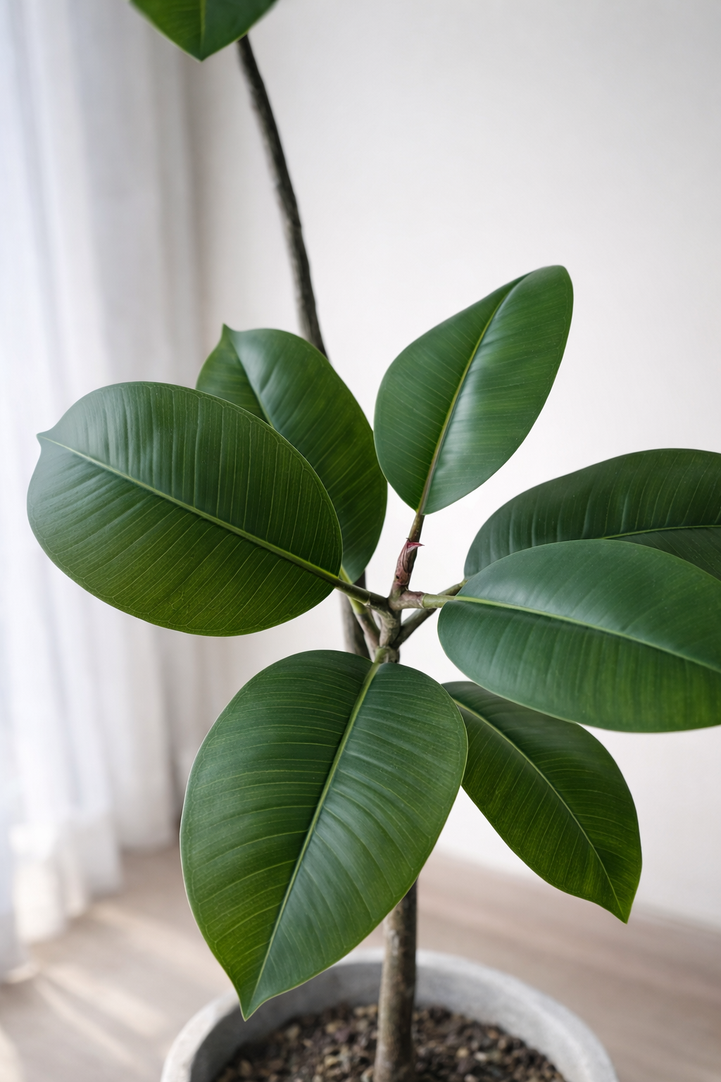 Rubber Plant Stem