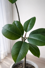 Rubber Plant Stem