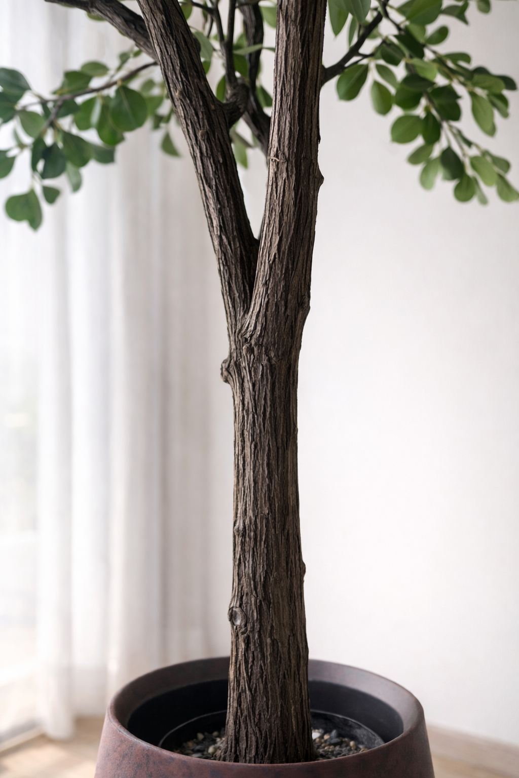 Heartleaf Ficus Tree