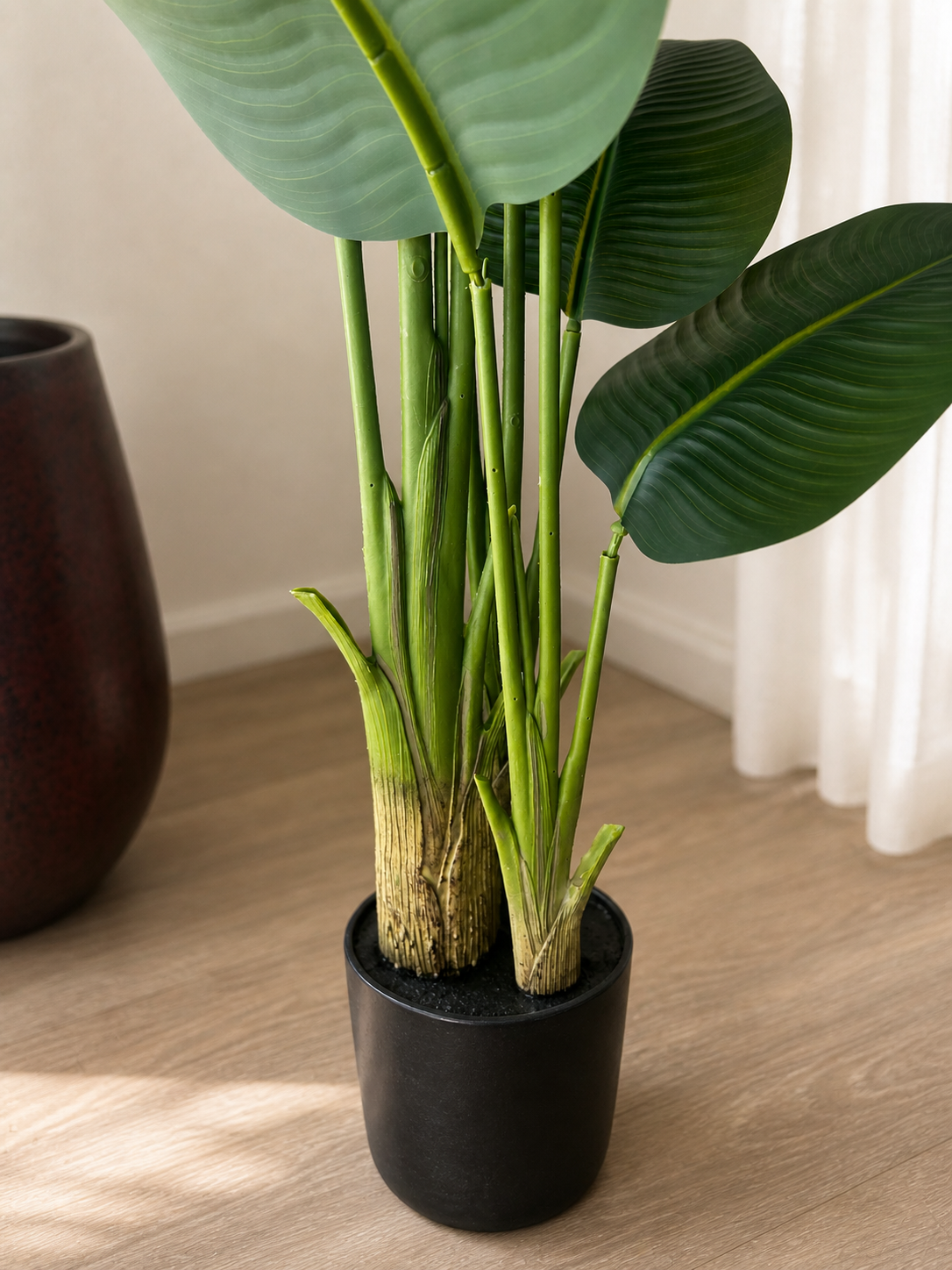 Traveller's Palm (Compact)