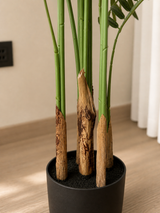 Royal Areca Palm