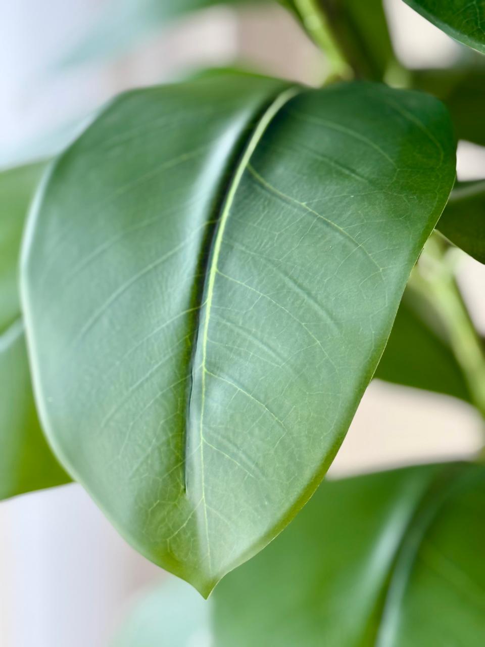 Alpine Rubber Tree
