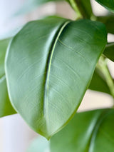 Alpine Rubber Tree
