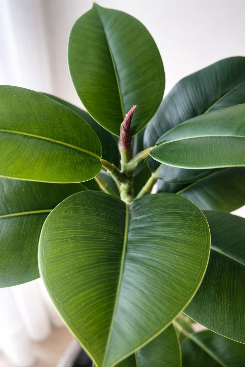Rubber Plant Stem