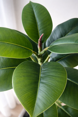 Rubber Plant Stem