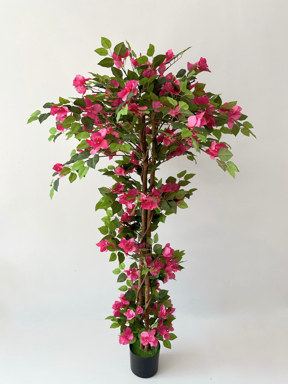 Bougainvillea Bloom