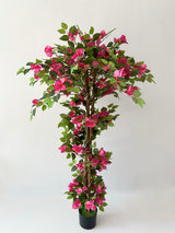 Bougainvillea Bloom