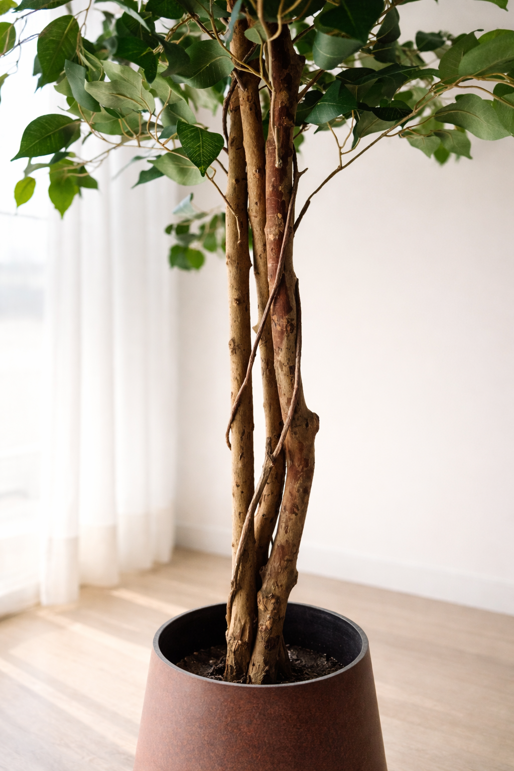 Ficus Benjamina Tree
